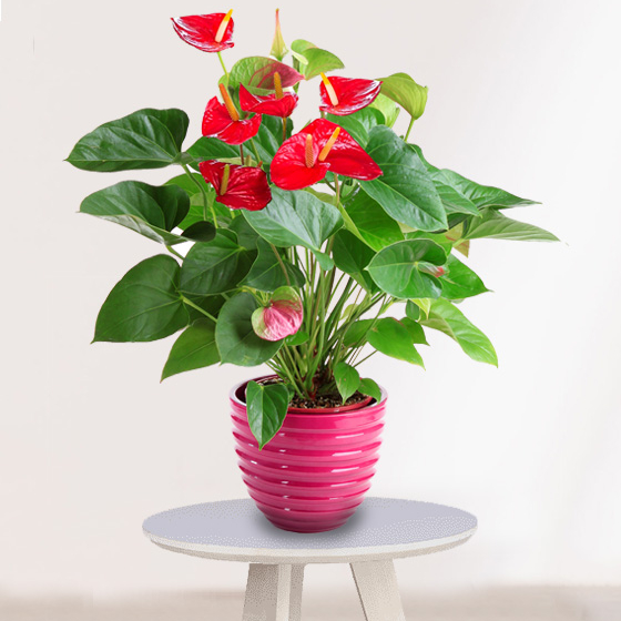 Planta de Anthurium