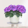 Planta Hortensia