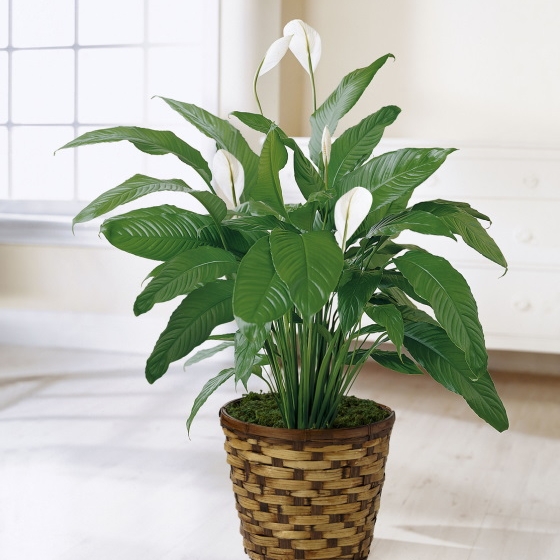 Planta Spathiphyllum