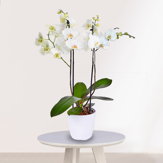 Planta Orquídeas Blancas especial para regalo