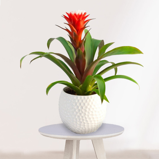 Planta Guzmania con cerámica