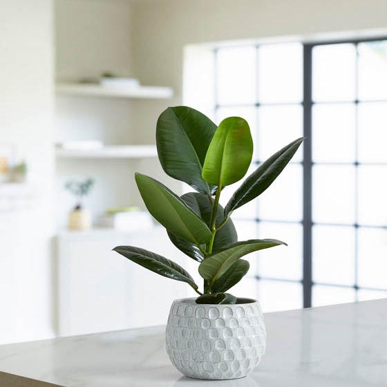 Planta Ficus Robusta para regalar